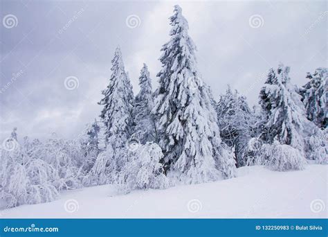 Winter Wonderland Stock Image Image Of Frost Covered 132250983