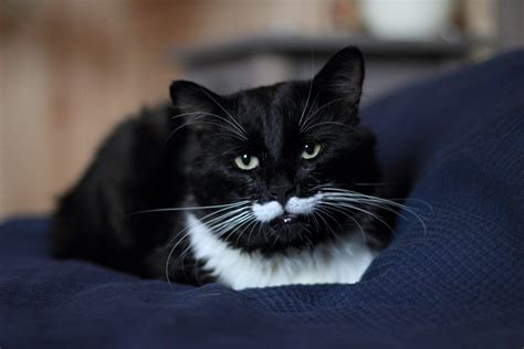 Cat With Mustache Charms Internet Freddy Purr Cury