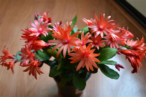 My Easter Cactus After Successfully Growning Christmas Cacti For Years