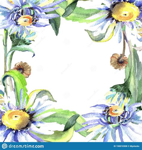 White Daisy Floral Botanical Flowers Watercolor Background