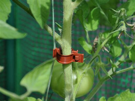 Tomato Clips 20 X Royal Well