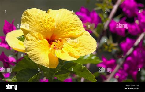 Close Up Image Of A Yellow Hibiscus Flower Stock Photo Alamy