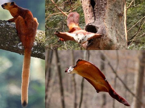 Giant Red Flying Squirrel Found In Bangladesh Save Our Green
