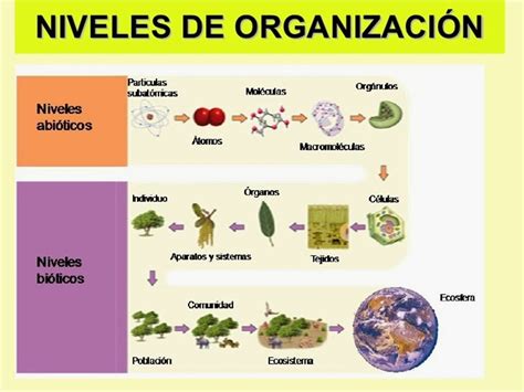 Niveles De Organizacion De La Materia Ejemplos Acerca De Materiales Porn Sex Picture