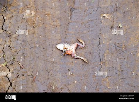 Crushed Frog On The Road The Death Of Animals On The Roads Stock Photo