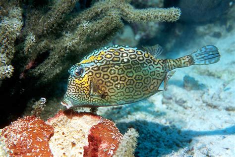 Honeycomb Cowfish A Unique Fish Found In The Indo Pacific Region