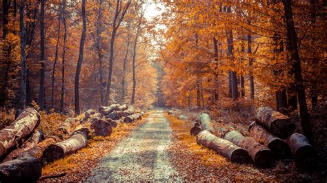 Autumn Road 4k Ultra Hd Wallpaper And Achtergrond 3840x2160 Id550963