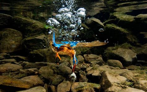 Kingfisher Underwater Fishing Diving Underwater To Catch