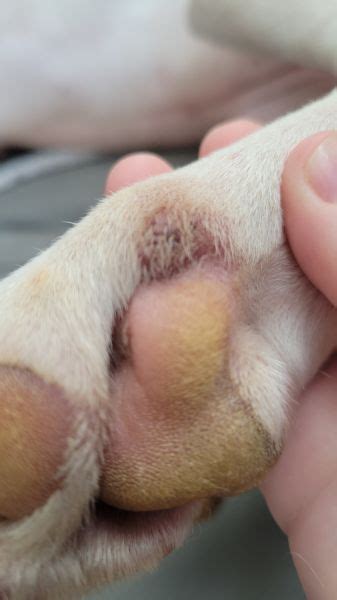 Red Bumps On Dog Paws Vet Help Direct