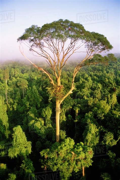 Tall Tree Rising Above Rainforest Canopy Aerial View Sabah Borneo