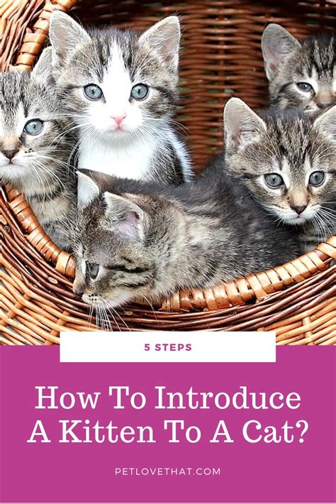 5 Steps How To Introduce A Kitten To A Cat Pet Love That Cats