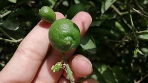How Long After Flowering Do Lemons Appear Life Cycle Of A Lemon Which