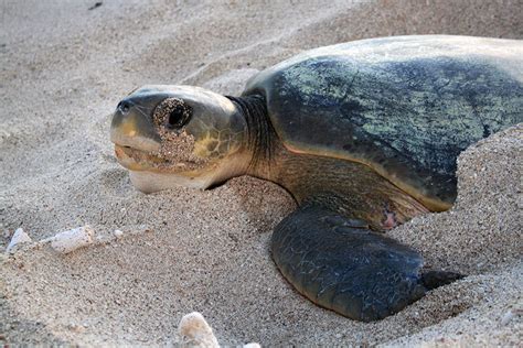 Whats On The Menu For Nw Australias Flatback Sea Turtles Aims