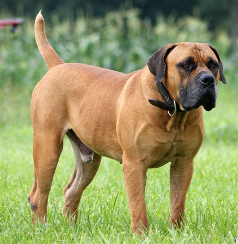 Looking for a good deal on big bulldog? Boerboel - All Big Dog Breeds