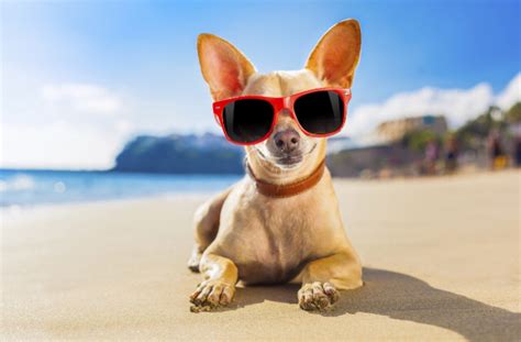 The Best Dog Friendly Beaches Healthy Paws Pet Insurance