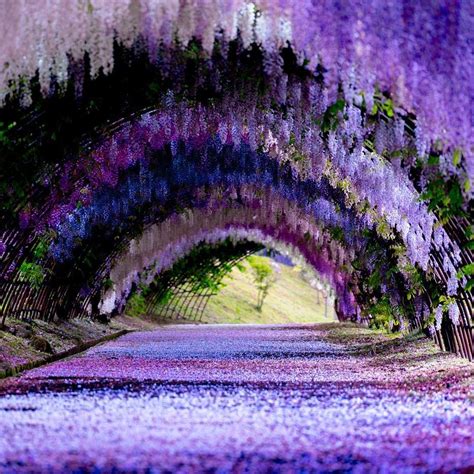 Kawachi Fuji Gardens In Kitakyushu Japan Beautiful Places To Visit