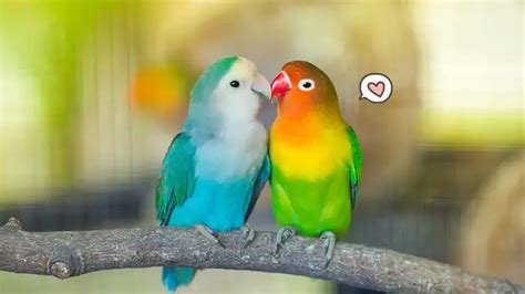 Cara Merawat Burung Lovebird Berikut Ini Aturan Pemberian Pakan Dan