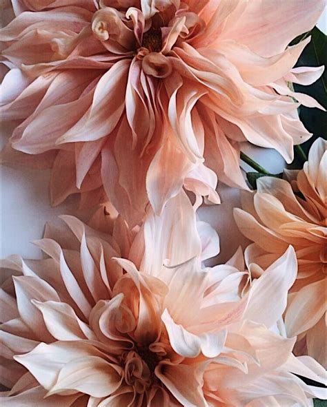Fleur Aesthetic — Instagram Mimosaboston Beautiful Flowers