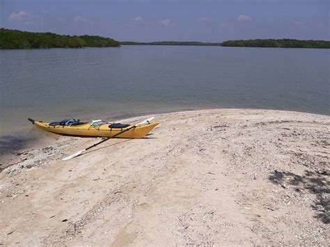 Best Shelling Beaches In Florida Tripelle In Florida Beaches Shell Beach Caladesi