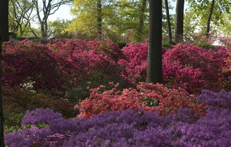 Maybe you would like to learn more about one of these? The Best Places In NYC To See Spring Flowers - New York ...