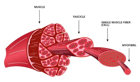 How Heat Affects Muscle Fibers In Meat Thermoworks