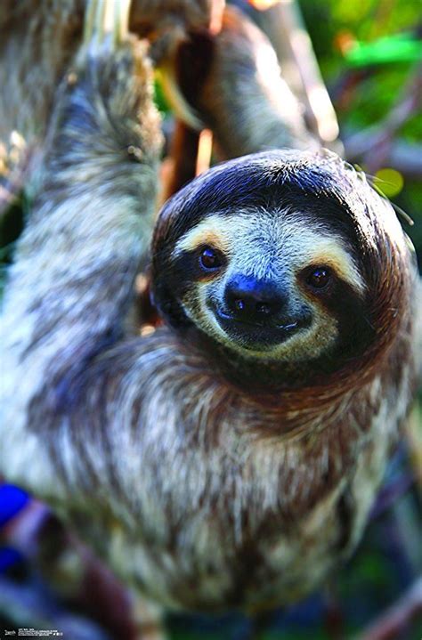 Trends International Sloth Smile Wall Poster 22375 X 34 Sloth