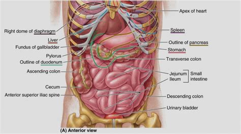 These organs include the large and small intestines, pancreas, stomach, liver and spleen. Major Organs In The Abdominal Cavity Elegant Of Human Abdominal Cavity Anatomy Internal Organs ...