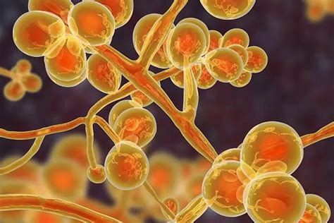 Candida Auris Symptoms How To Know If You Have Candida Auris Marca