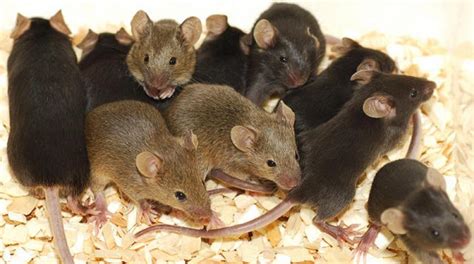 تفسير حلم الفئران الكثيرة في البيت
