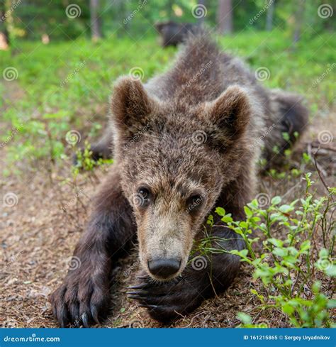 Wild Brown Bear Cub Looking At Camera Close Up Wide Angle Stock Image