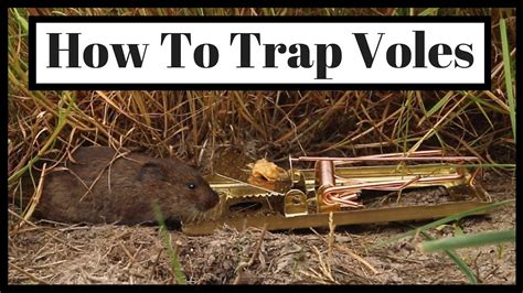 How To Trap Voles Out Of Your Yard Or Garden Youtube