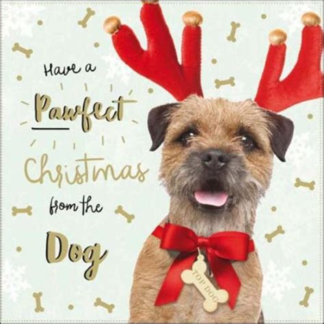 From The Dog Christmas Greeting Card Christmas Dog Christmas Animals