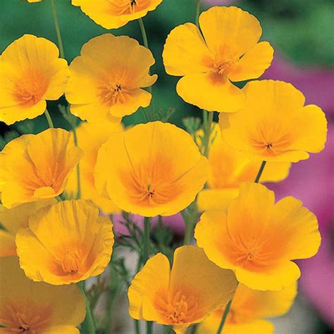 Plant poppy seeds directly into the ground in a bright sunny location after the last threat of frost has passed. Californian Poppy Golden Values Seeds from Mr Fothergill's ...