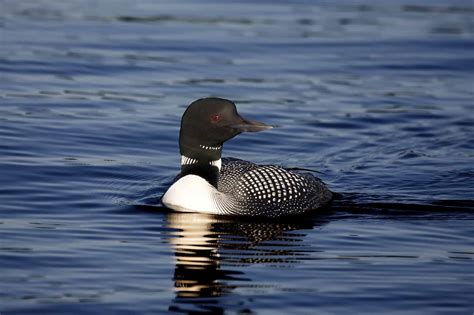 Loon The Canadian Encyclopedia