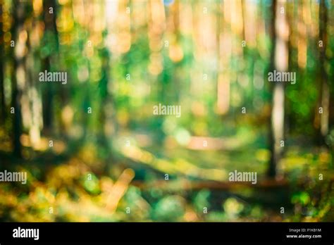 Abstract Blurred Bokeh Background With Summer Forest Woods Under