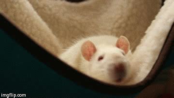 Rats Gif Find Share On Giphy