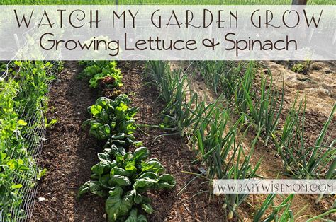It received mostly neutral reviews on dave's. Growing Spinach and Lettuce {Watch My Garden Grow Series ...