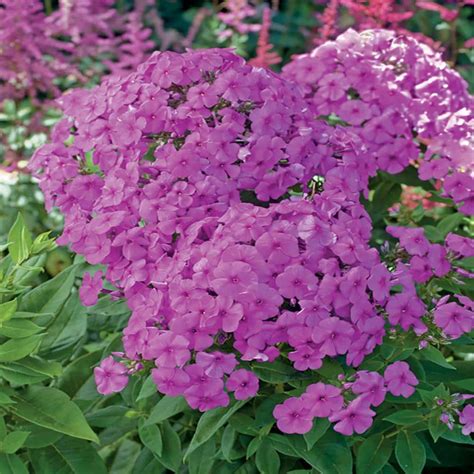 1 Early Flamingo Lavender And Pink Creeping Phlox Plant 79893 The