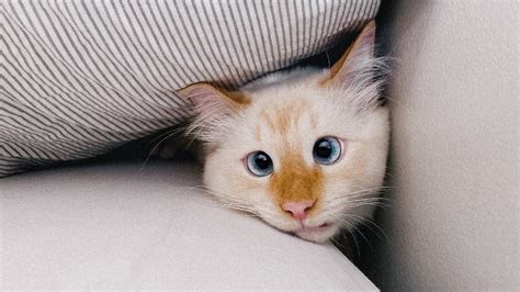 Dreamy thick memory foam in the integrated mattress topper gives you a snug surface that molds to your body. Cat tests Mattress IKEA HYLLESTAD - YouTube