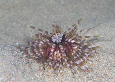Banded Sea Urchin Echinothrix Calamaris A Photo On Flickriver