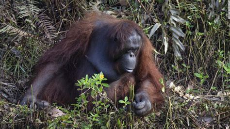 Orangutan In Borneo Offers Its Hand To Rescue A Man From Snake