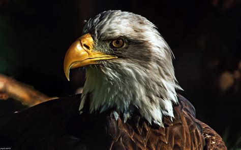 Nature Animals Wildlife Birds Eagle Bald Eagle