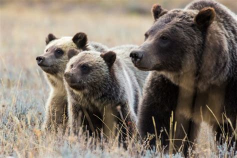Protect Our Bears By Keeping Them Wild Jackson Hole Wildlife Foundation