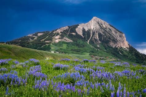 Mount Crested Butte Wildflowers Lars Leber Photography