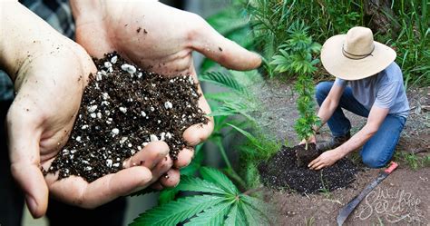 The Best Soil For Growing Cannabis Weedseedshop