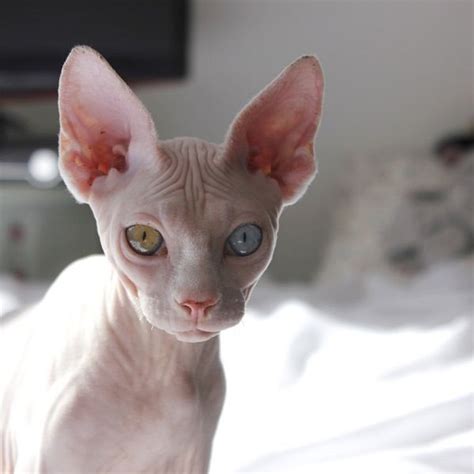 Sphynx Cat Hairless Blue And Green Eyes Stunning Sphynx Cat Hairless