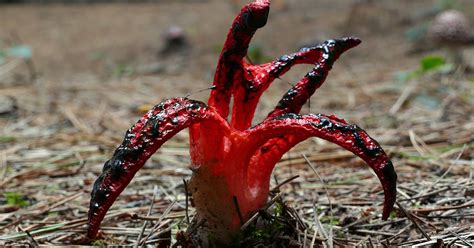 Clathrus Archeri Fungus Why The Devils Fingers Have To Smell So Bad