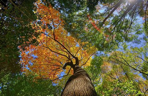 Hd Wallpaper Autumn Reflexion Forest Trees Landscape Seasons