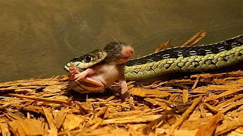 Garter Snake Eats Mouse From The Back Must See Youtube