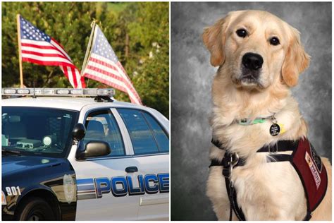 Handsome Golden Retriever Gets Yearbook Photo As K 9 Poses For Students